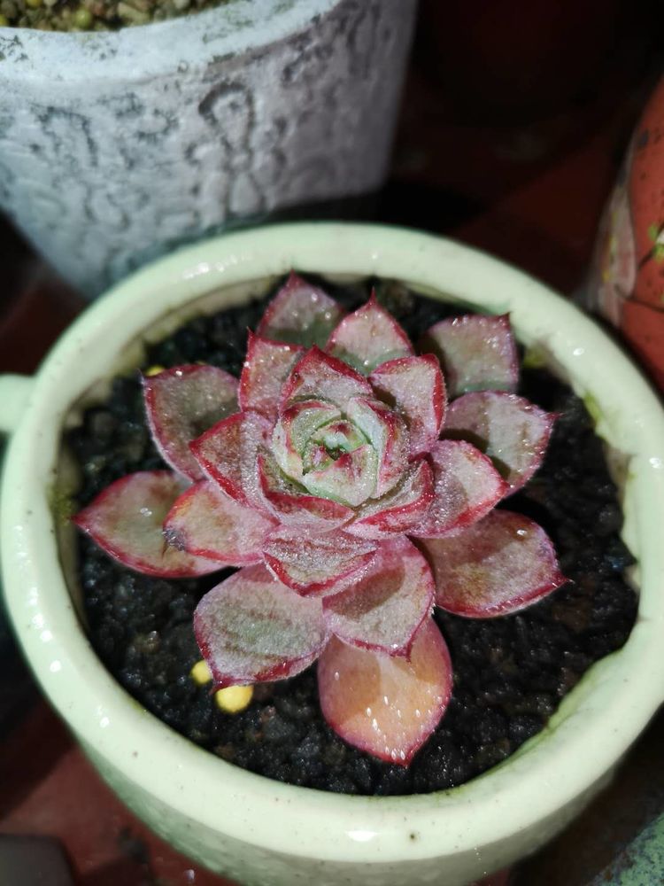 误打误撞的多肉情缘,带我走进多肉小世界!