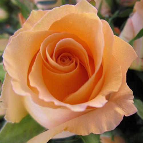 假日公主玫瑰花,玫瑰花温馨又浪漫