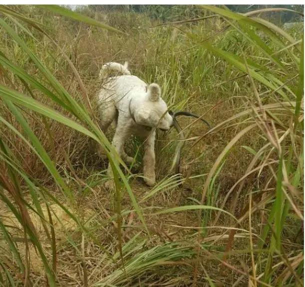 狗子被蛇给咬了,狗子被毒蛇咬伤