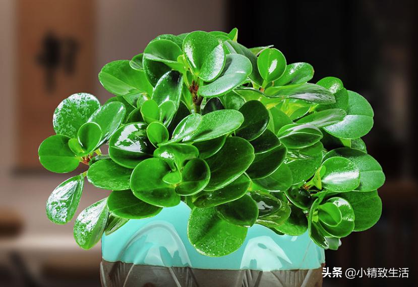 “电脑宝贝”豆瓣绿,长得五大三粗忒难看,学会4招,变回萌宝贝