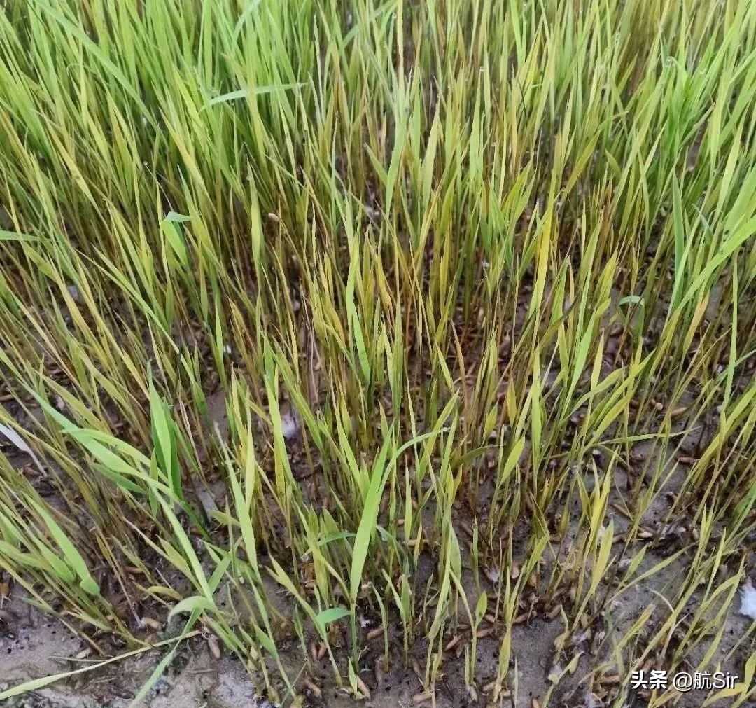 水稻旱育秧死苗的原因,水稻秧苗猝倒病怎么发生的