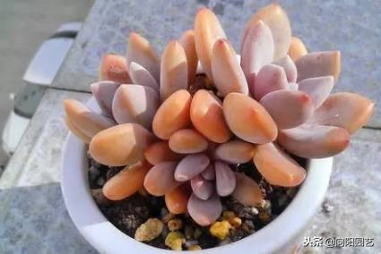 好养值得购买的多肉植物,有钱难买我开心知乎后续