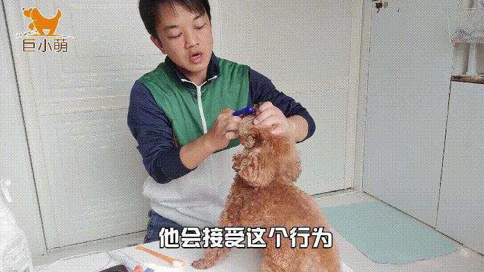 狗子的牙齿为什么那么臭,狗子嘴巴臭吃什么好