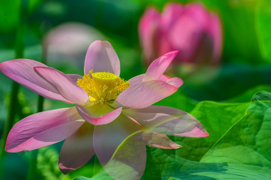 夏季最美荷花在哪里,山东最漂亮的荷花