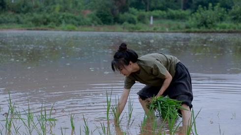 李子柒网红文化,李子柒是抖音最火网红吗
