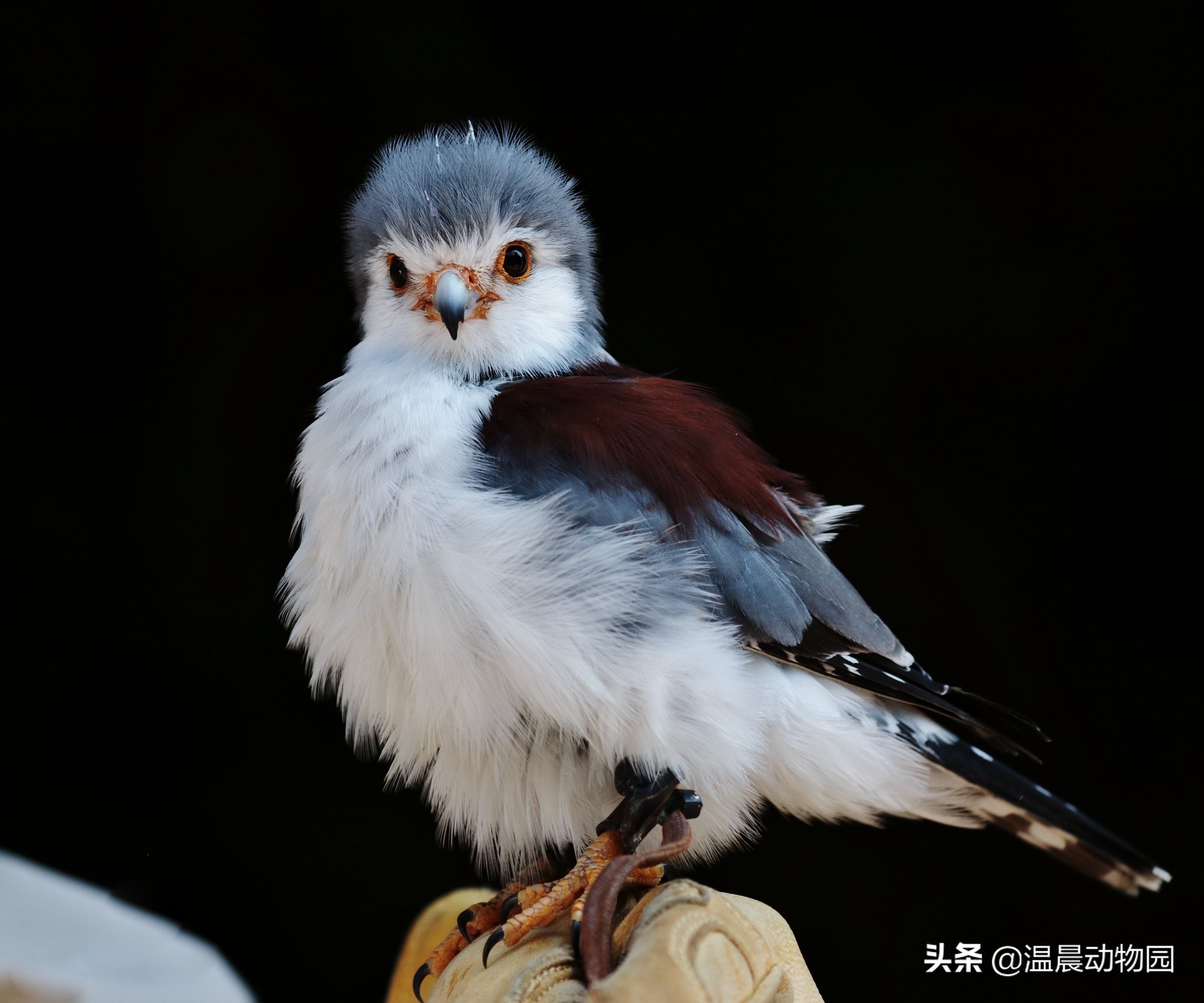 辟谣:鸟界的“肥宅”都是雀形目的?不一定,猛禽中也有胖萌肥啾