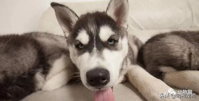 哈士奇完全不听话,哈士奇用最狠的表情干最怂的事