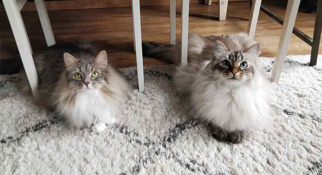 猫咪课堂：关于猫咪“膀胱炎”，看这一篇就够了