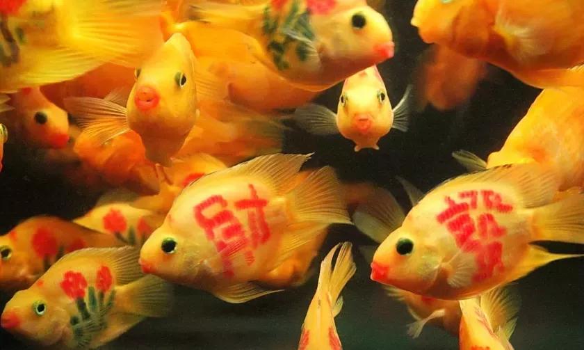 小狗被染色,给可爱小狗染色