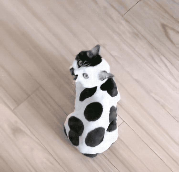 全球罕见足球猫冲上热搜,网友:指定染色!结果......哈哈哈哈