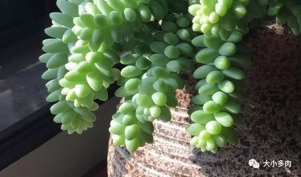 大小多肉,彩虹玉缀大群多肉