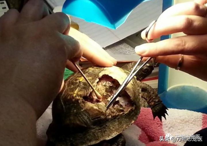 乌龟的壳碎了还能恢复吗,乌龟的壳边缘破了一点点会不会死