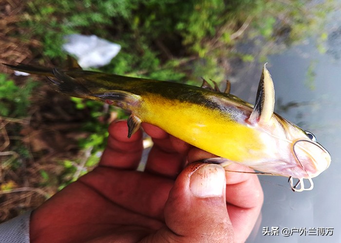 钓鱼人常见的几种鱼,钓鱼人最怕碰到的七种鱼