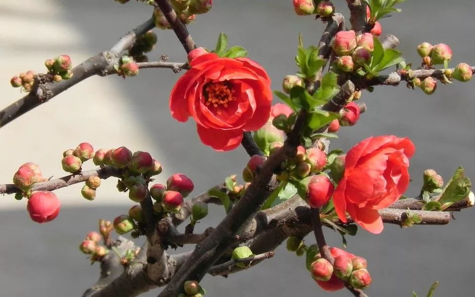 这六种花寓意吉祥好养易活,公认最吉利的4种花