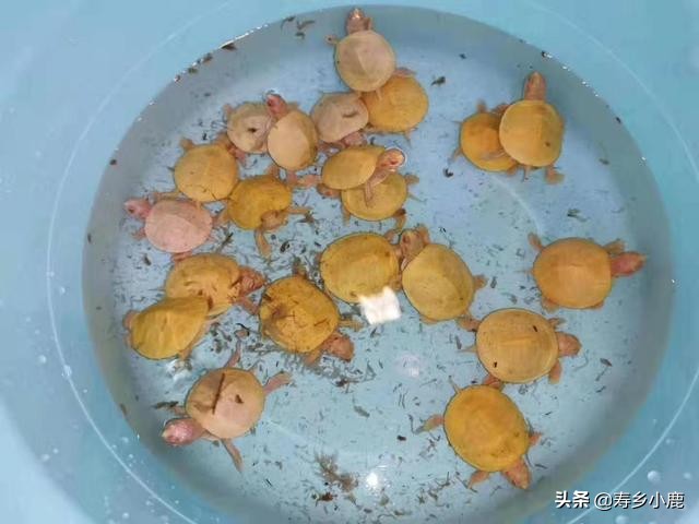 巴西龟扩散蔓延风险分析,巴西龟投资风险