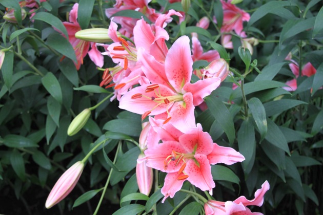 百合花的盆栽方法和注意事项,盆栽百合花怎么养才多开花图片