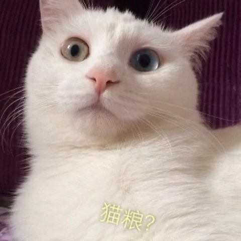 龙猫是不是就是仓鼠,龙猫dragon