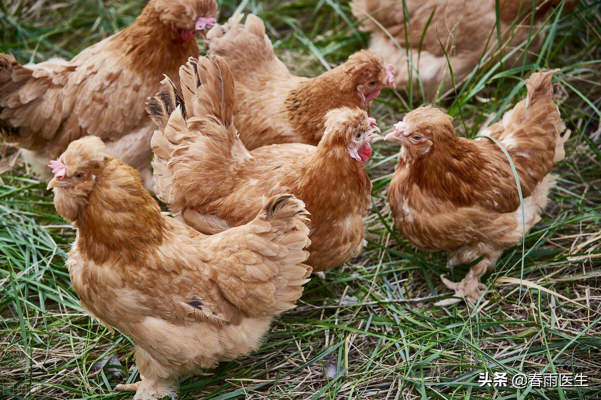 鉴别鸡蛋新鲜的四种方法,红皮鸡蛋怎么挑新鲜的