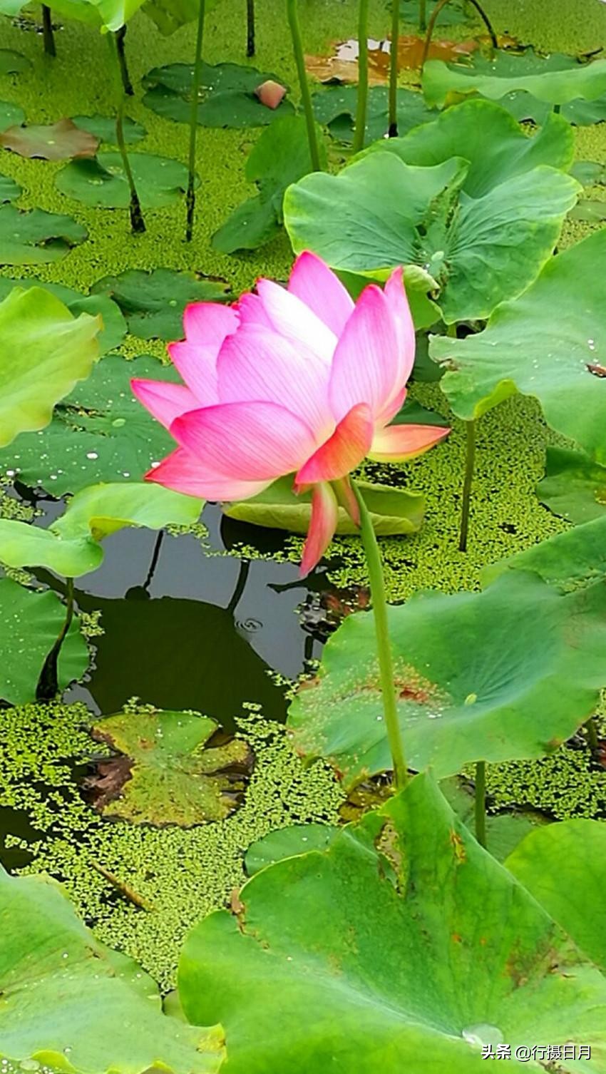 走进老乐山，徜徉如意湖，探访重阳登高之源