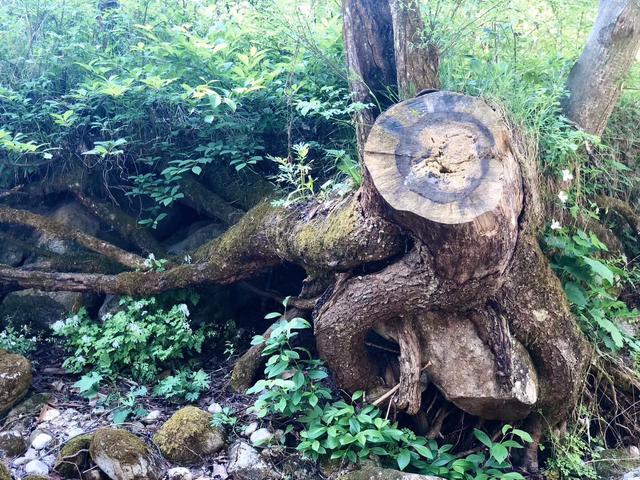 智者乐山仁者乐水谁作的诗,智者乐山仁者喜水