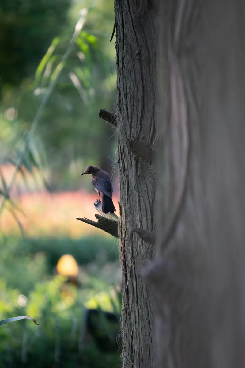 武汉华侨城湿地公园绿化,华侨城生态湿地公园武汉什么区
