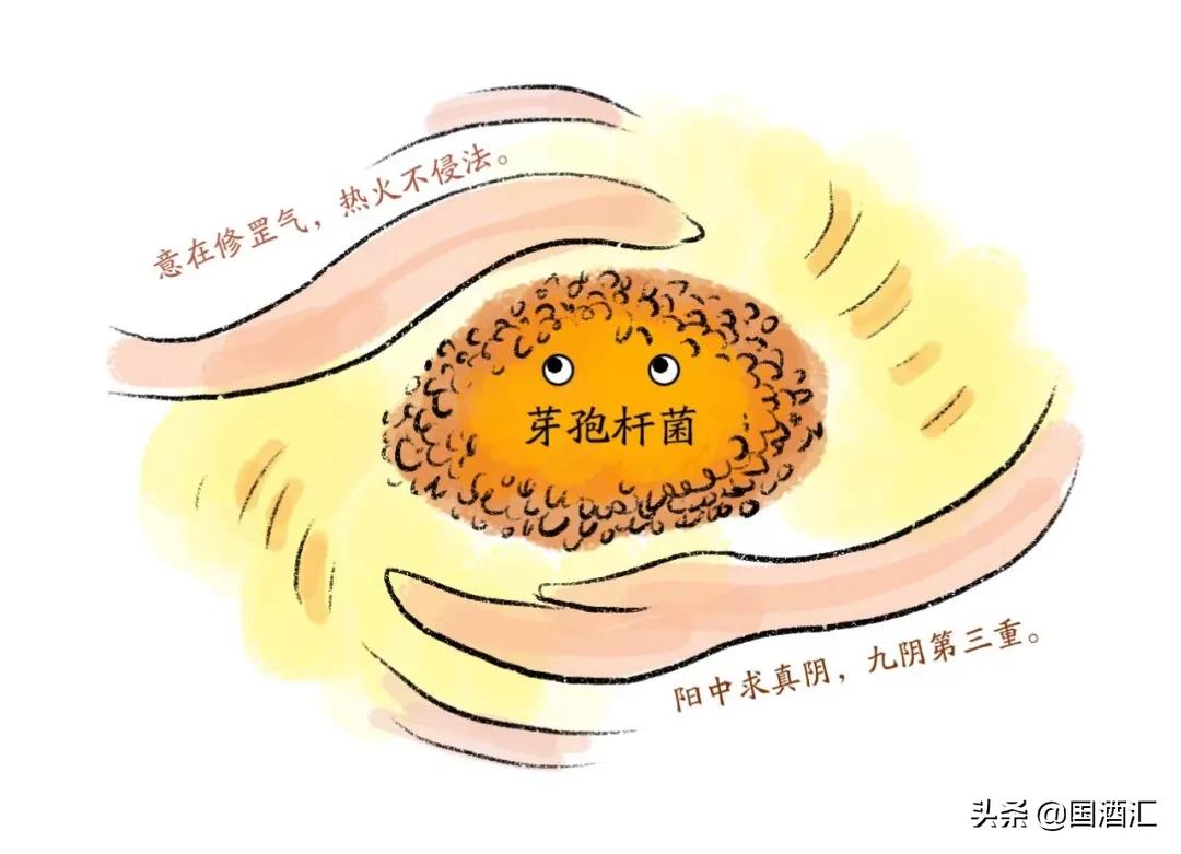 高粱和小麦酿酒口感好吗,高粱和小麦一起酿酒好喝吗