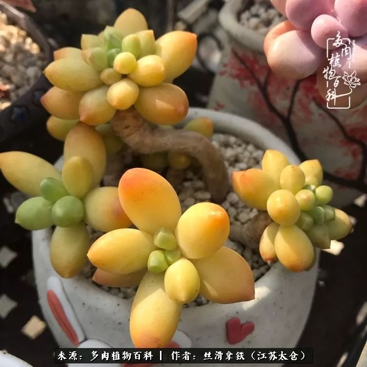 秋叶将落,秋叶即将落下你依然美丽