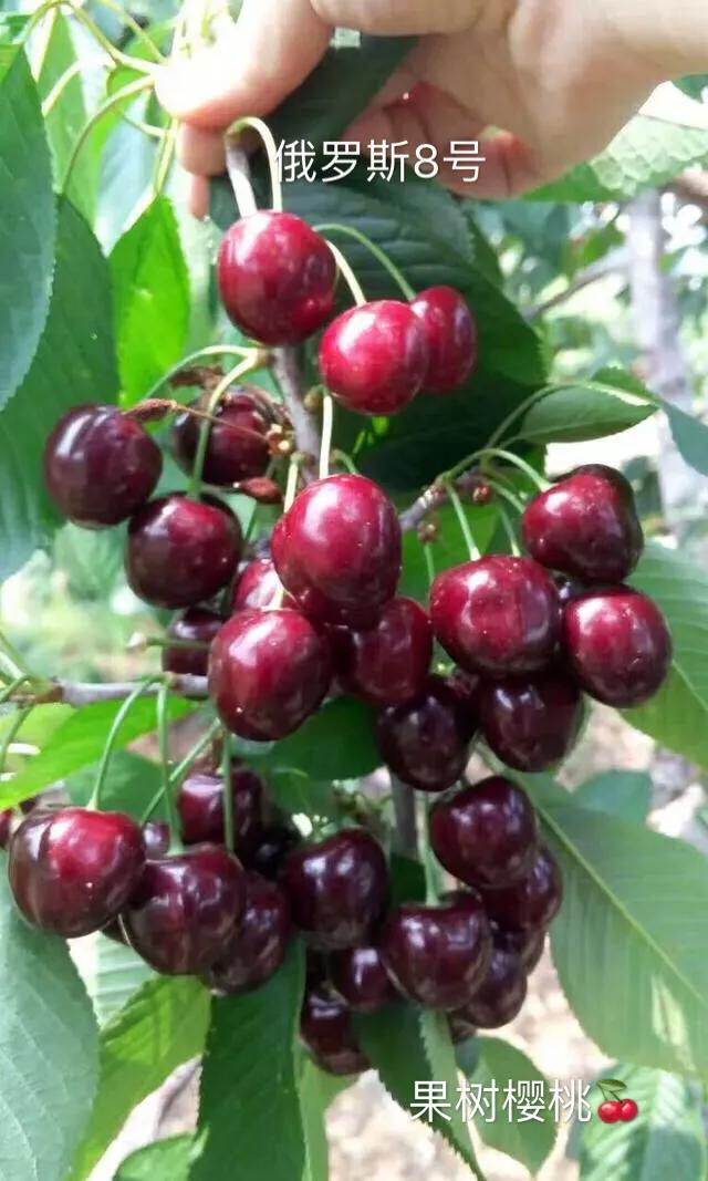 樱桃之王：俄罗斯8号Pk福星