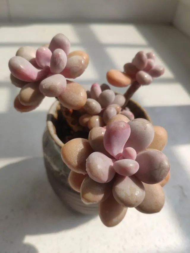 每一棵多肉都承载了一段时光,每一棵多肉都是独一无二