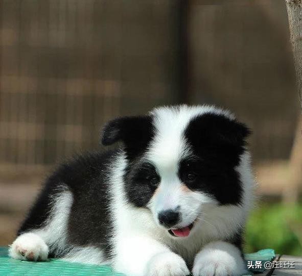 边境牧羊犬的智商有多高呀视频,智商第一牧羊犬