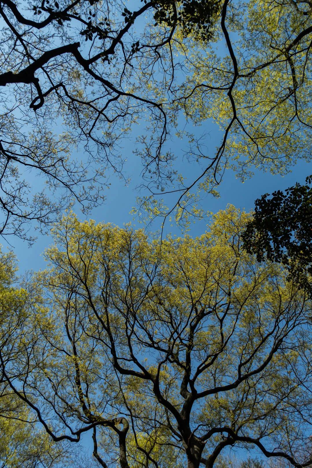 杭州凤凰山爬山最佳路线图,杭州百寿山景区