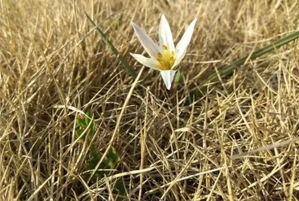 草长莺飞二月天拂堤杨柳醉春烟,草长莺飞二月天拂堤杨柳醉春眠