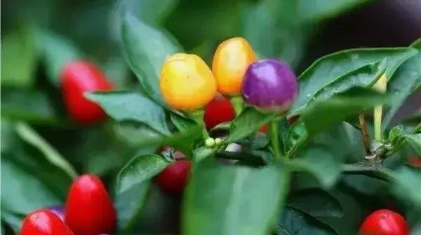 全世界辣椒排行榜前十,世界上十大辣椒排行榜