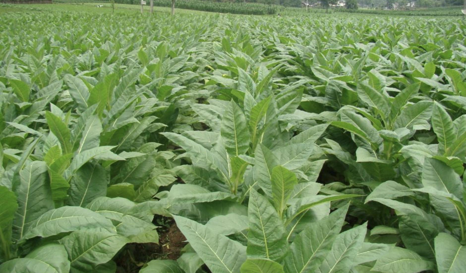 小猪说烟斗,小猪说烟斗入门