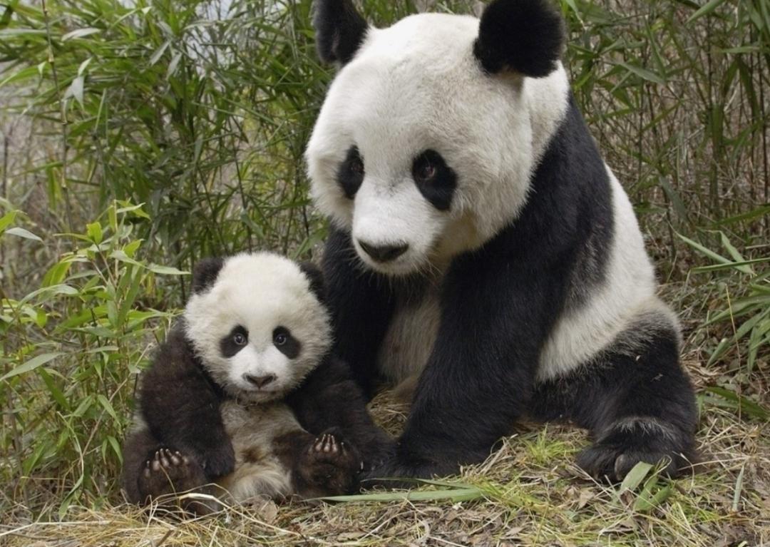 恐龙灭绝之后的大鸟,时隔80多年神秘大鸟再次现身