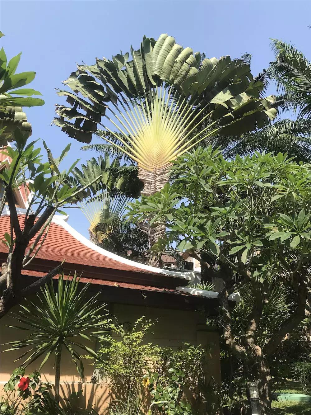 我的泰国吃住行攻略,住泰国的感受和体验