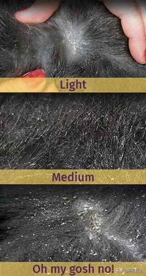 养了几年的猫有跳蚤,养了一年的猫还咬主人