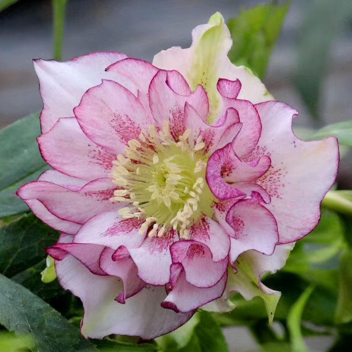 大雪天能种的植物,迷你玫瑰是不是一年四季都能开花