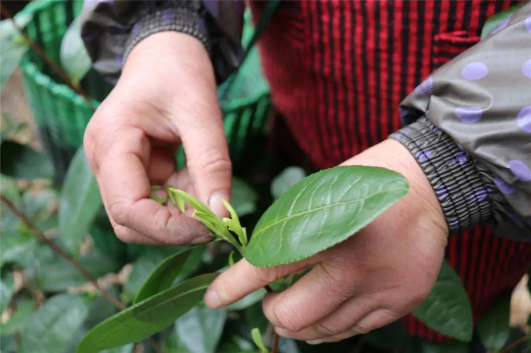 碧螺春红茶上市时间表图片,碧螺春明前茶什么时间上市
