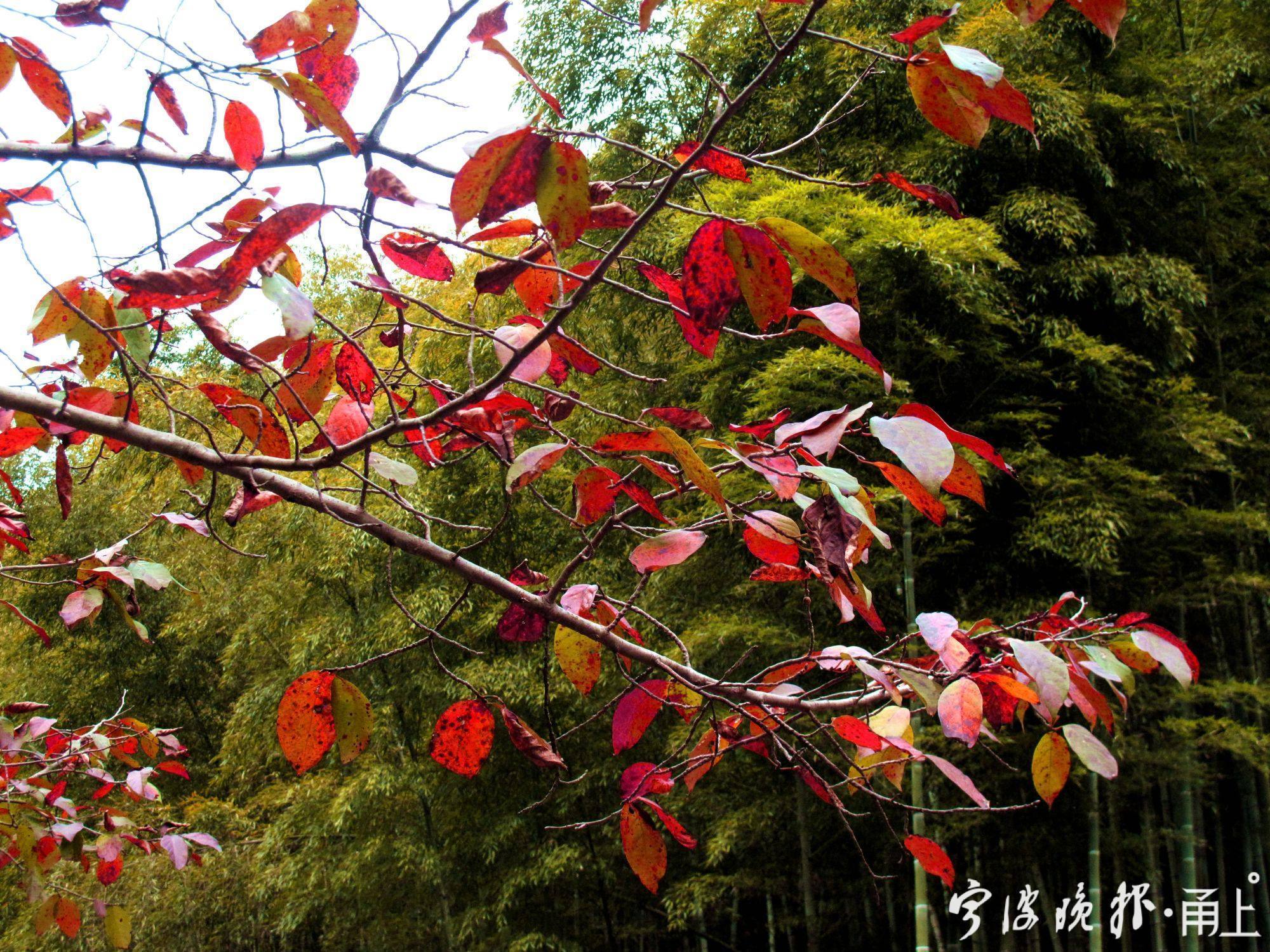 四明山美景,宁波四明山枫叶美景