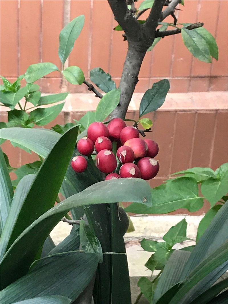 君子兰不开花怎么办才能让它开花,君子兰开花后应注意什么