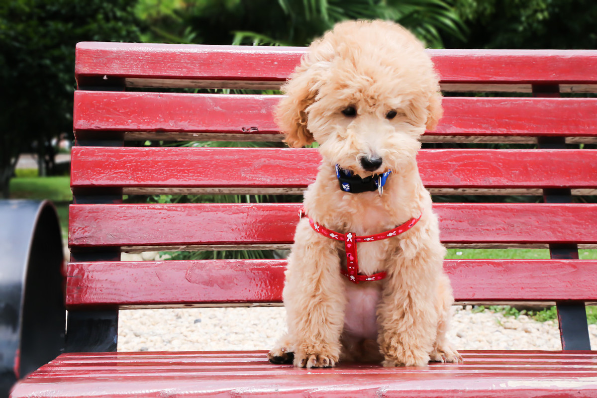 泰迪犬忌讳食物,养泰迪7大禁忌劝你别犯