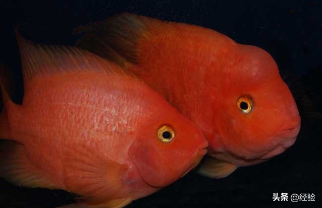 冷水鹦鹉鱼繁殖吗,鹦鹉鱼的繁殖方案视频大全