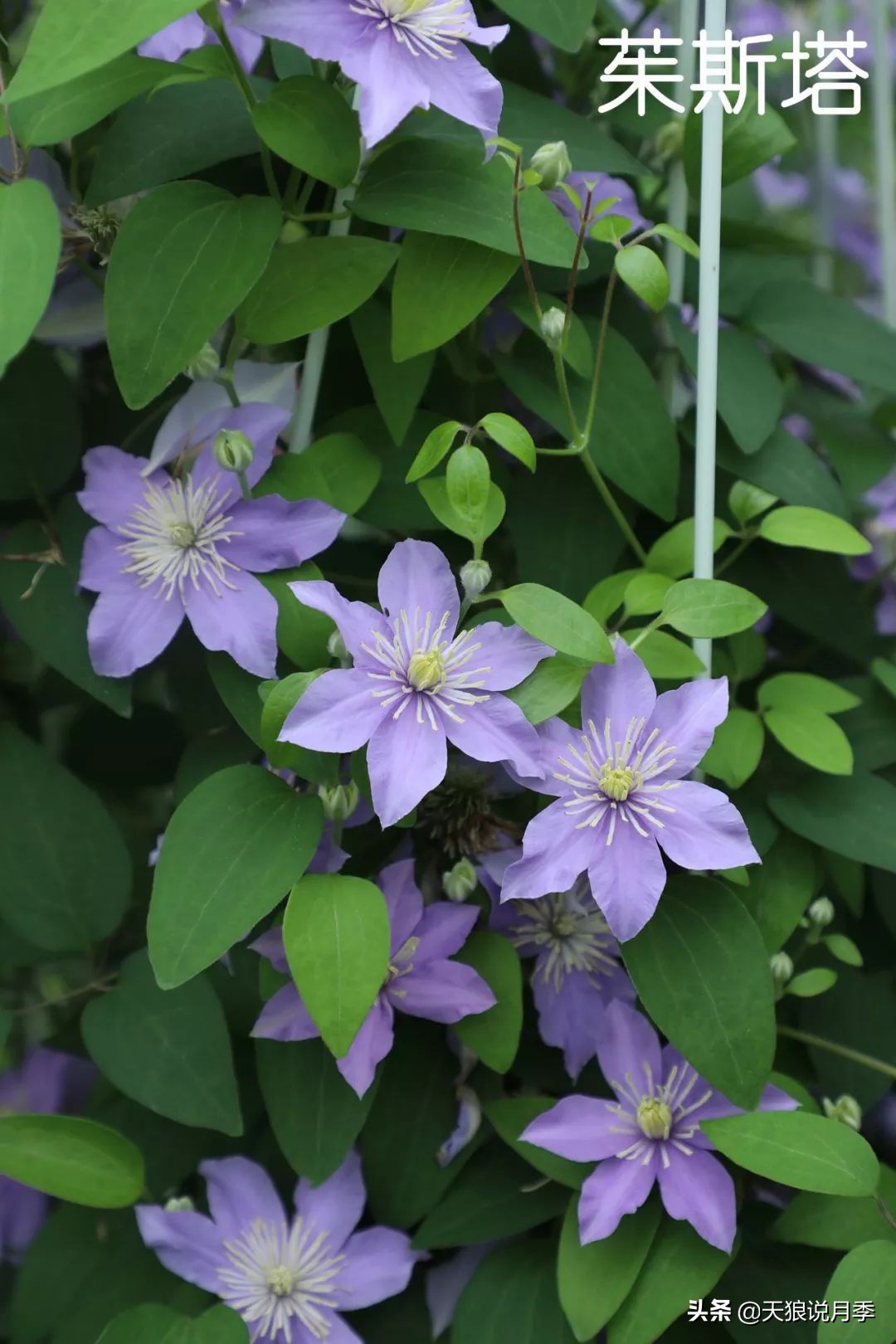 10元3棵铁线莲苗多色,铁线莲苗圃视频