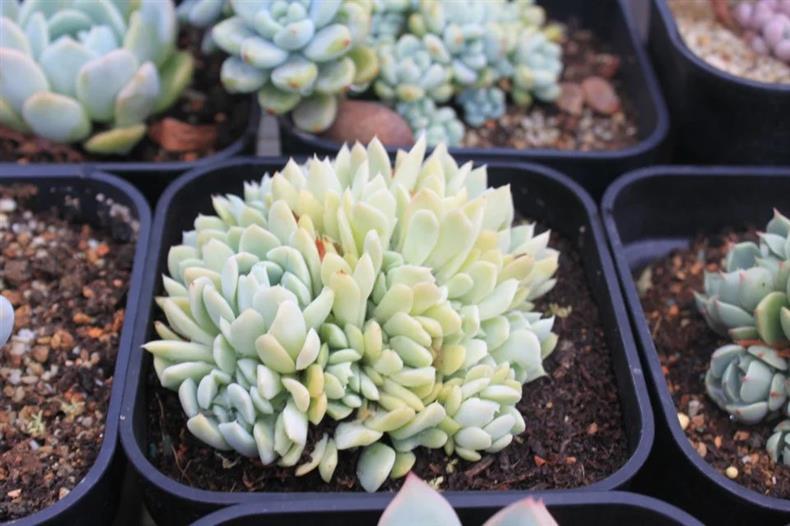 多肉用黑方养好吗,高手养兰心得