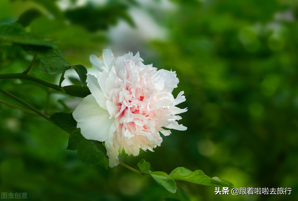 国色天香洛阳牡丹基地,牡丹国色天香品种介绍