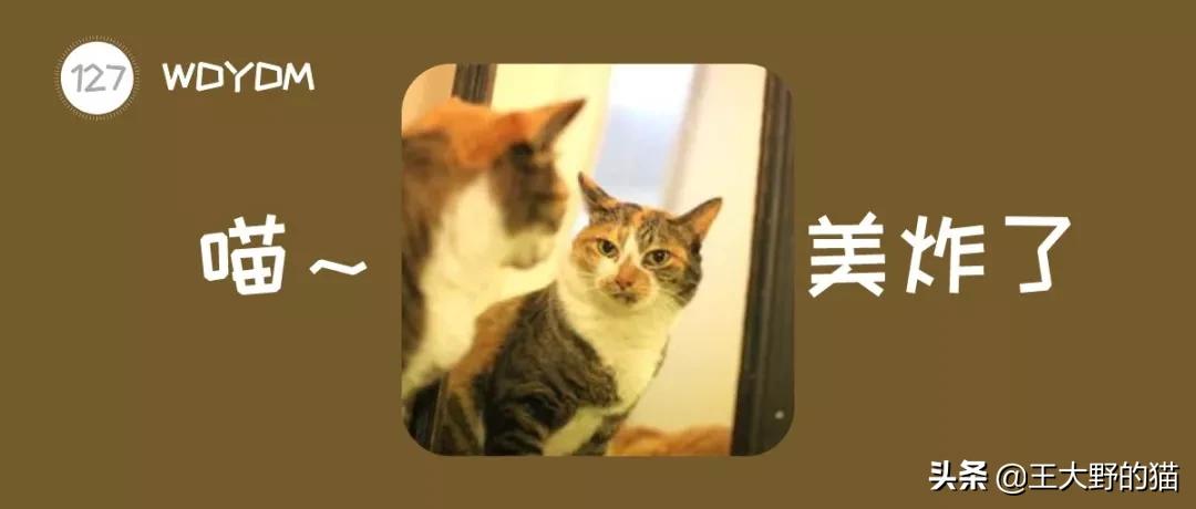 猫看到镜子里的自己,猫眼中的世界是什么样