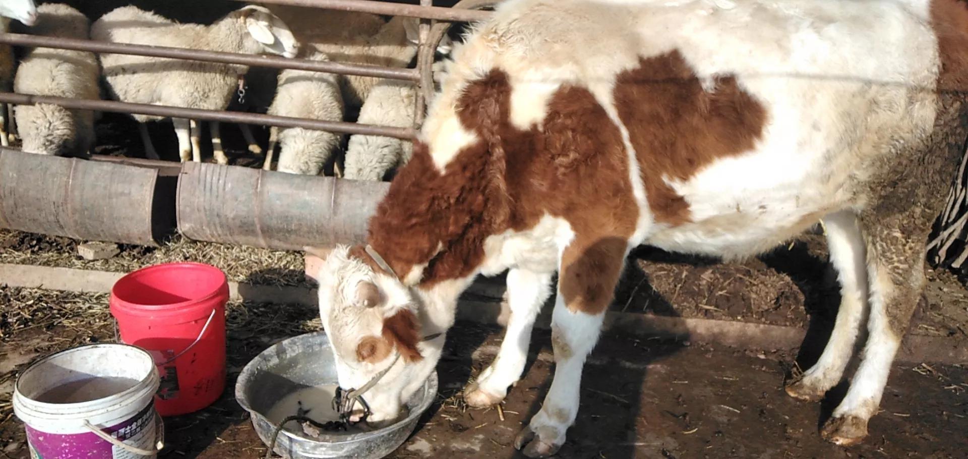 养殖一头母猪赚多少钱,农村养殖五头母猪能不能赚钱