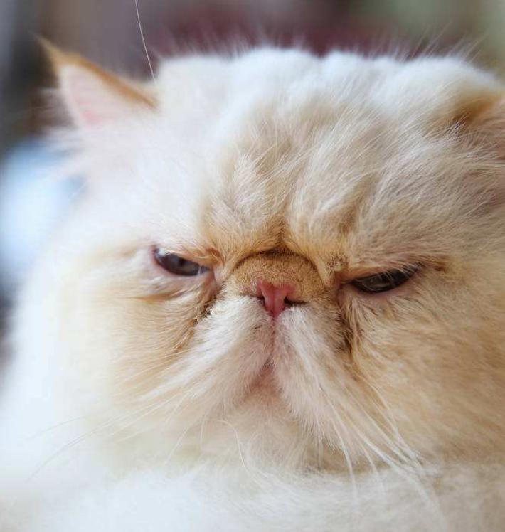 铲屎官通过监控看自家宠物,铲屎官查看猫咪视频