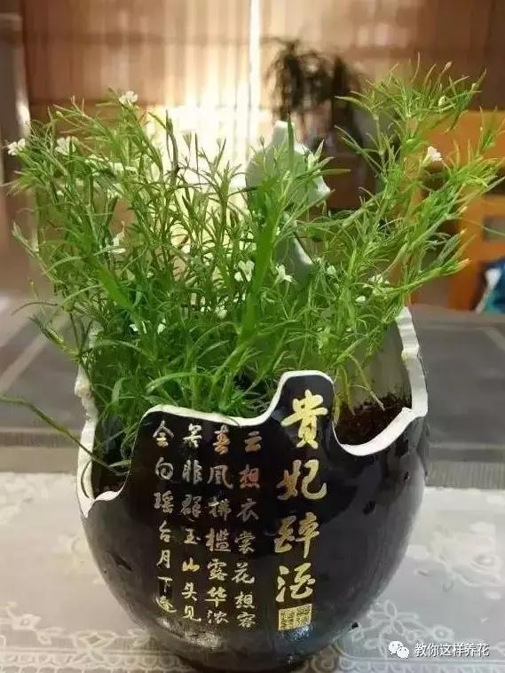 切割陶瓷酒瓶做花盆最简单的方法,没有工具怎么把陶瓷酒瓶弄成花盆